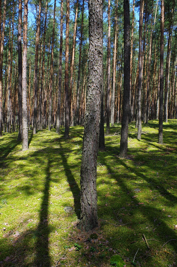 forest, nature, tree