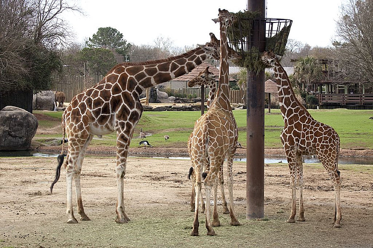 žirafy, stravování, krmení, Zoo, volně žijící zvířata, Afrika, vysoký