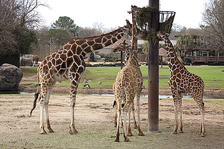 giraffes, eating, feeding, zoo, wildlife, africa, tall