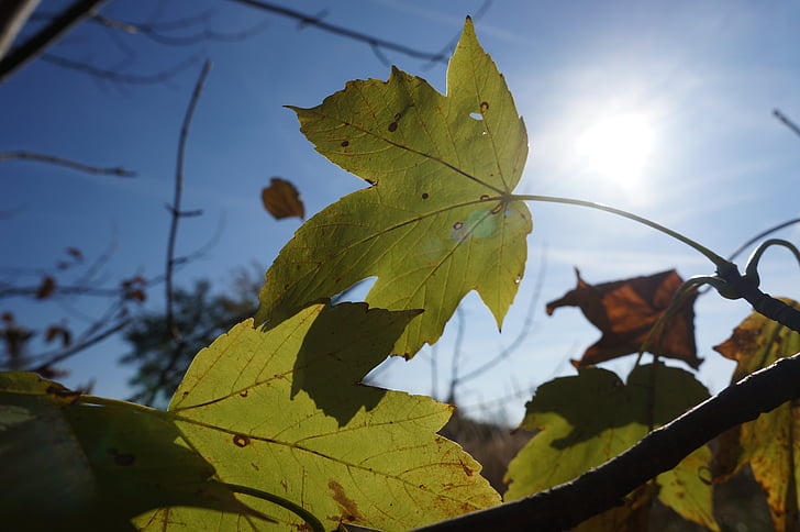 otoño, hojas, Arce, Arce de montaña, sol, sombra, transparente