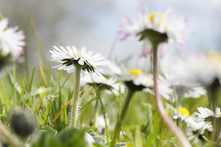 daisy, flowers, meadow, wildflowers, spring, nature, blossom