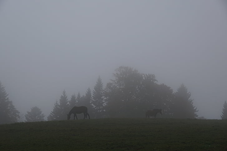 мъгла, ливада, кон, пасища, поле, трева