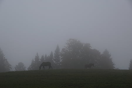 mlha, louka, kůň, pastviny, pole, tráva