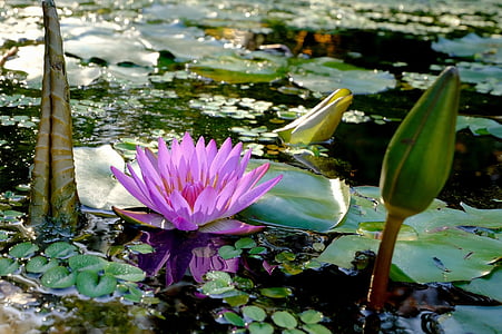 Vodní lilie, vodní rostlina, rybník, květ, Bloom, Příroda