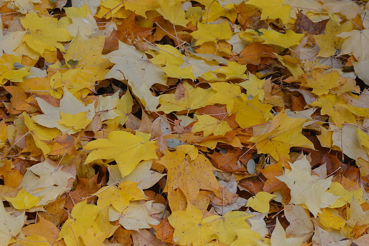 efterår, blade, sæson, natur, gul, blad, orange farve
