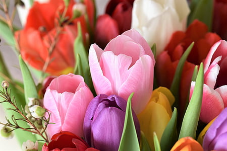 tulpes, Strauss, ziedi, pušķis, Tulip bouquet, Federālā valdība, krāsains