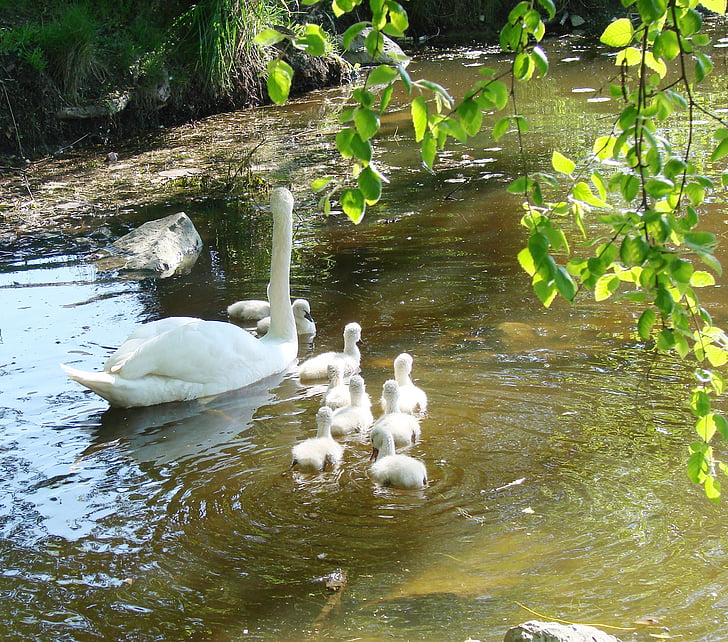 mother swan, cygnets, spring, animal, nature, baby swans