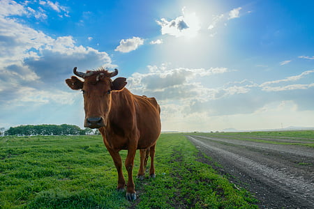 cow, animals, sky, village, cattle, animal, nature