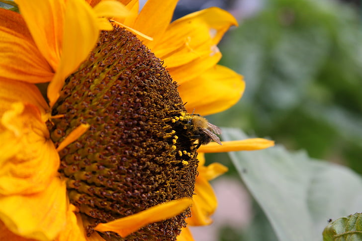 bunga matahari, musim panas, Taman, tanaman, alam, bunga, closeup