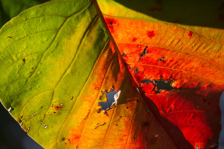 叶, 色彩缤纷, 光明, 流血的心脏树, homalanthus populifolius, 阳光照射, 树