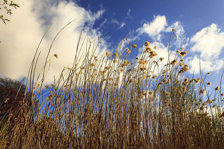 Reed, niebo, teichplanze, Marsh roślin, chmury, Natura, trawa