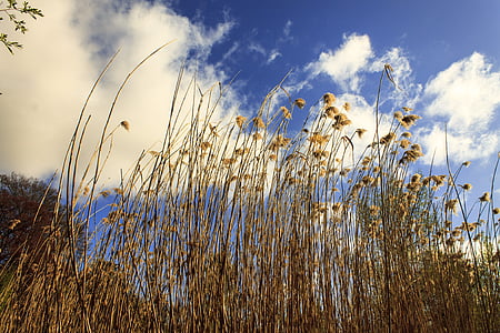 Reed, cielo, teichplanze, pianta palustre, nuvole, natura, erba