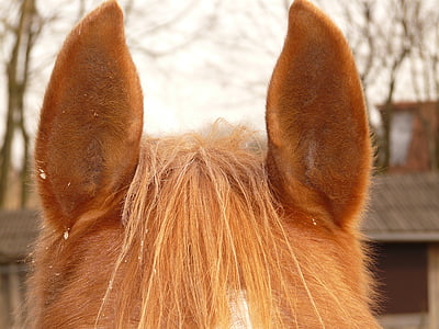 Hobuse kõrvad, kõrvad, hobune, looma, karusnaha, lpony, olend