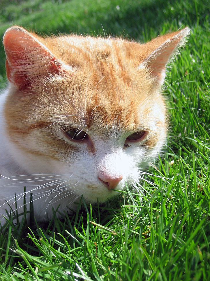 猫, tomcat, 呼吸, 和平, 草