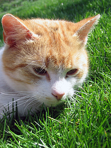 고양이, tomcat, 한숨, 평화, 잔디