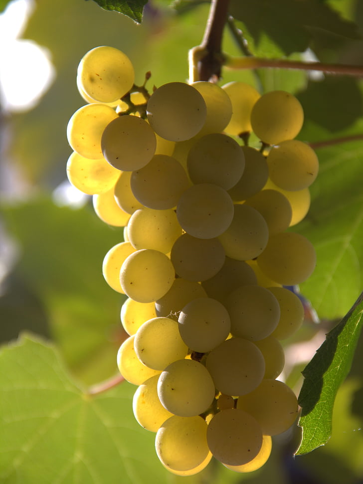 vieną, vynuogės, geltona, rudenį, Gamta, vaisių, kaimo