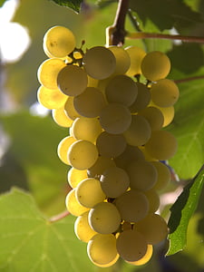 single, grapes, yellow, fall, nature, fruit, rural