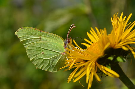 macro, mariposa, insectos voladores, naturaleza, flor, amarillo