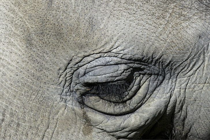 rách, con voi, mắt, Thiên nhiên, động vật, động vật hoang dã, động vật có vú
