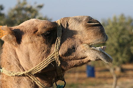 animal, camelo, close-up