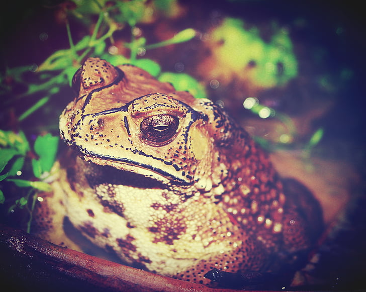 toad, marinus, giant, neotropical, bufo, poisonous, pest