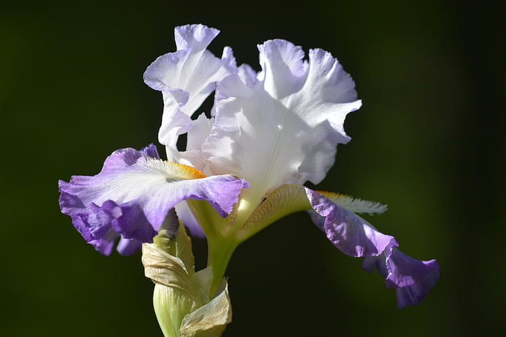 Iris, hvite og lilla iris, blomst, Sommer, hage, skjeggete iris, natur