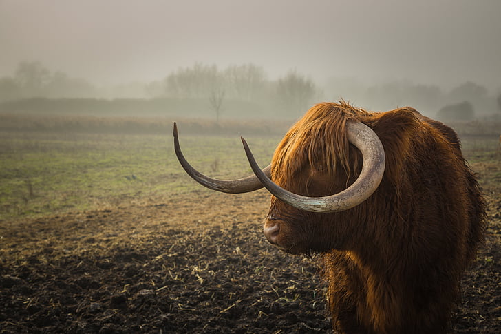 Сельское хозяйство, животное, бык, крупный рогатый скот, страна, сельской местности, Корова