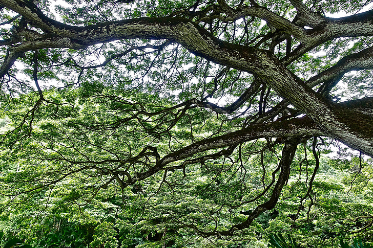 lišće, drvo, monkeypod, na Havajima, prirodni, Sunčeva svjetlost, grane