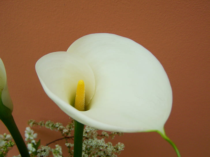 cales, flor blanca, flor de tall