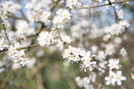 beautiful, bloom, blooming, blossom, blur, branch, bright