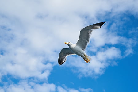 seagull, wing, gull bird, bird, gulls, day, birds