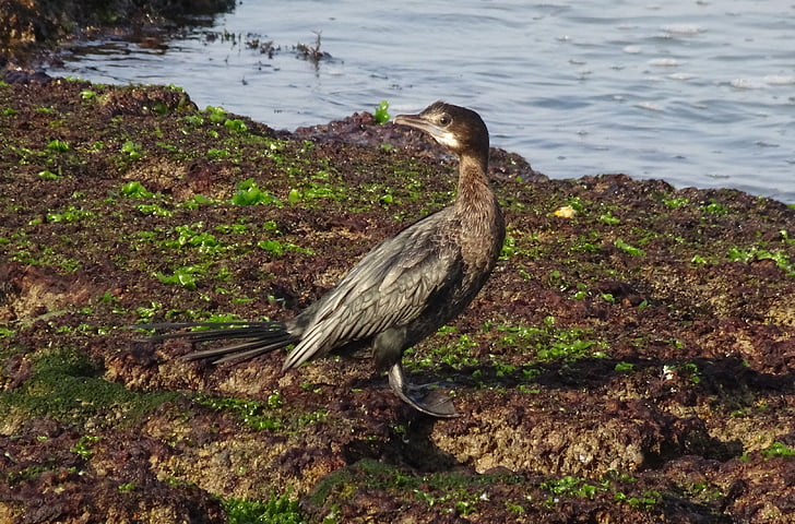 pasăre, cormoranul mic, microcarbo Nigerului, păsări marine, faunei sălbatice, mare, mal