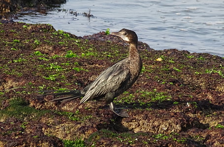 bird, little cormorant, microcarbo niger, seabird, wildlife, sea, shore