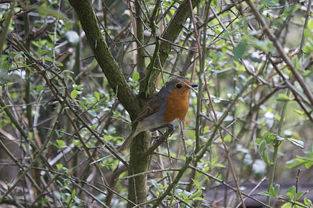 Robin, burung, Inggris, pohon, dada merah, satwa liar, alam