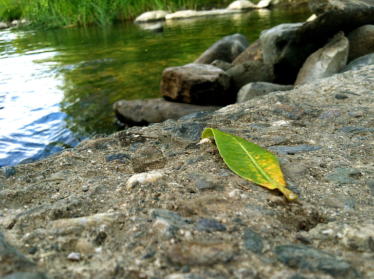 leaf, water, rock, green, abstract, clean, purity