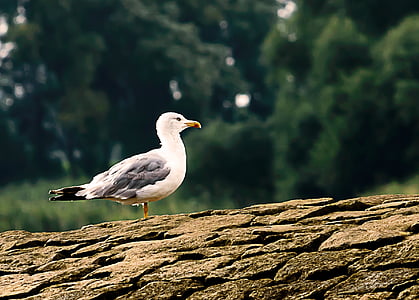 seagull, bird, water bird, seevogel, nature, close, animal