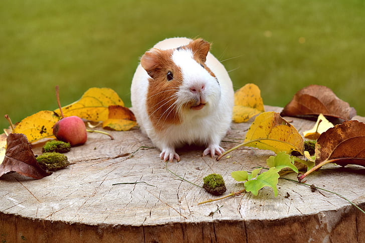 guinea pig, cute, funny, furry, adorable, white, small