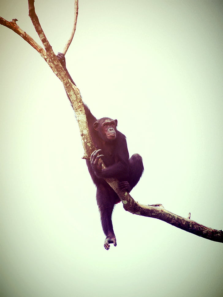 animal, monkey, chimp, relaxing, ape, trees, africa