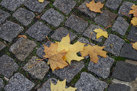 Осень, листья, листья осенью, Золотой, Природа, Золотая осень, лист