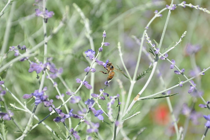 macro, nature, bees, texture, foliage
