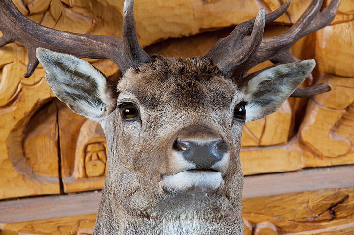 živali, velik, dekoracija, jelen, oči, ušesa, krzno