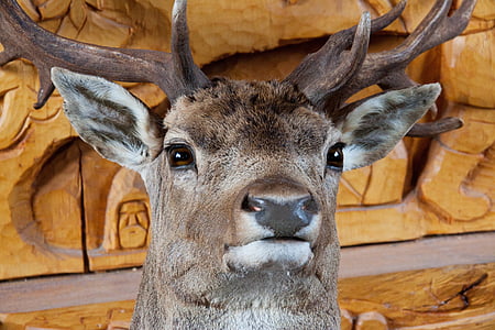 animal, big, decoration, deer, eyes, ears, fur