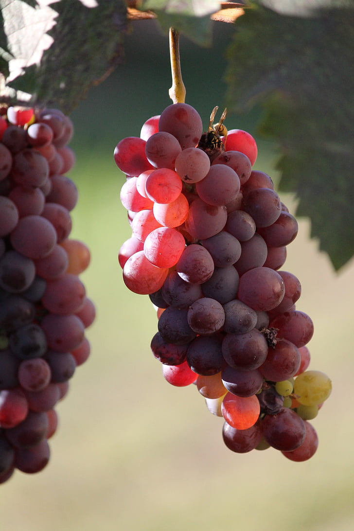 viinamari, Vintage, päikesevalguse, taim, puu, veini