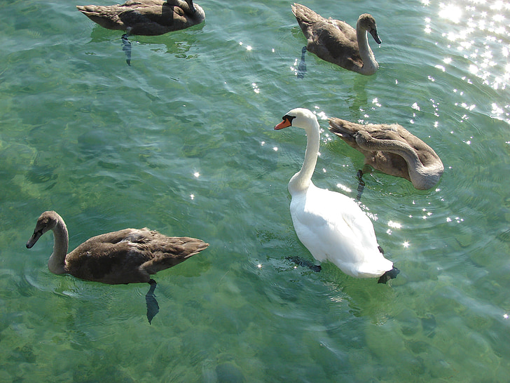 swan, lake, animal world, waters