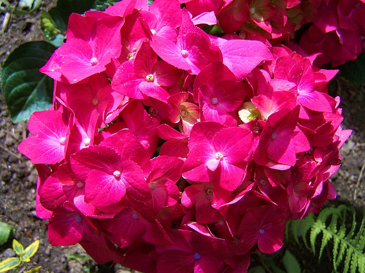 ροζ Ορτανσία, λουλούδι στον κήπο, λουλούδι άνοιξη