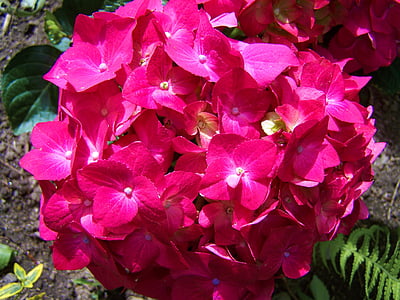 Pink-Hortenzia, virágoskert, tavaszi virág