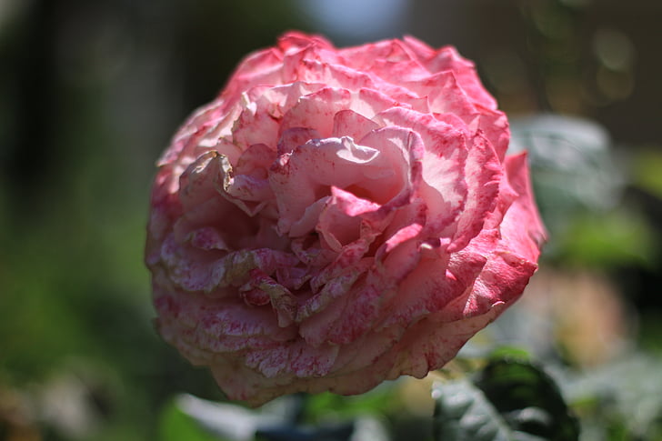 rose, white, flower, plant, nature, flowers, green