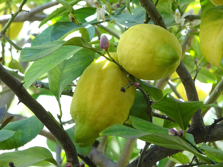Zitrone, Bäume, Spanien