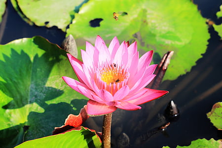 Lotus, Blumen, Thailand, Hintergrund, schöne, Bloom, Blume