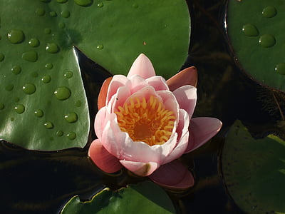 water lilies, flower, pond, aquatic plants, waterlilies, natural park, nature